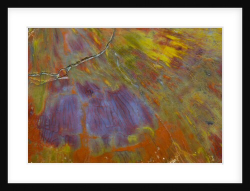 Colorful Petrified Wood by Anonymous