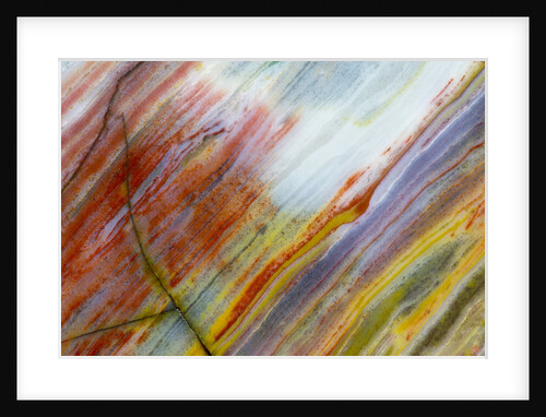Colorful Petrified Wood by Anonymous