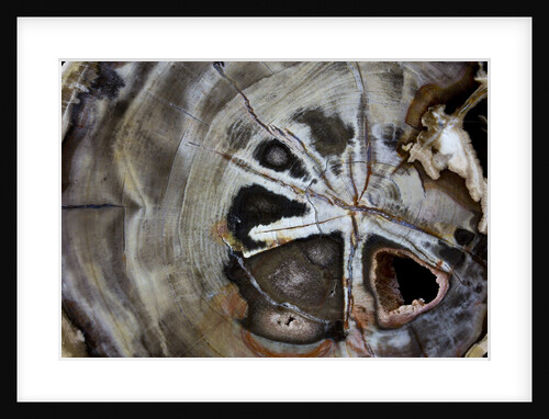 Petrified wood by Anonymous