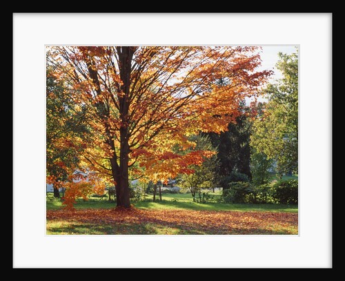 Park tree covered in autumn colors, Orwell, Vermont, USA by Anonymous