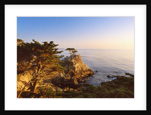 Lone cypress growing on cliff, California, USA by Anonymous