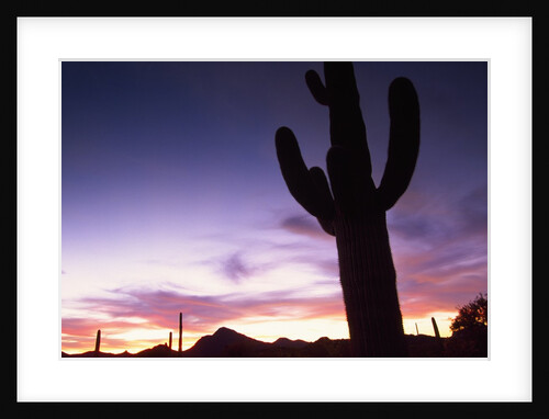 Silhouette of cactus, Sonoran Desert, Organ Pipe Cactus National Park, Arizona, USA by Anonymous