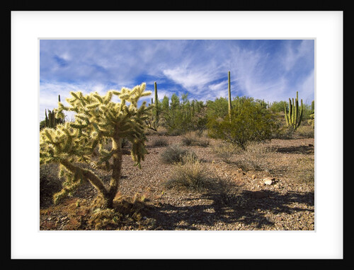 Cactus, Sonoran Desert, Organ Pipe Cactus National Park, Arizona, USA by Anonymous