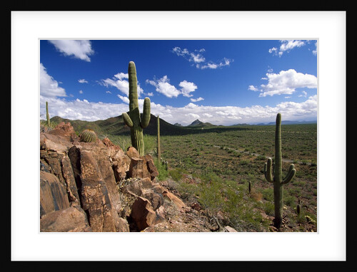 Landscape, Saguaro National Park, Arizona, USA by Anonymous