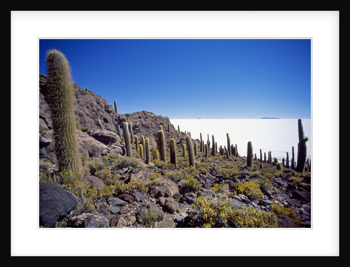Salar de Uyuni and Cactuses in Isla de Pescado, Bolivia by Anonymous