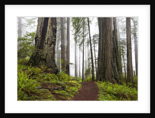 Damnation Trail through Redwoods by Anonymous