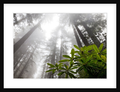 Rhody, Redwoods foggy morning Redwoods N.P., CA by Anonymous