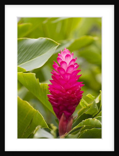 Red Ginger, Maui, Hawaii by Anonymous