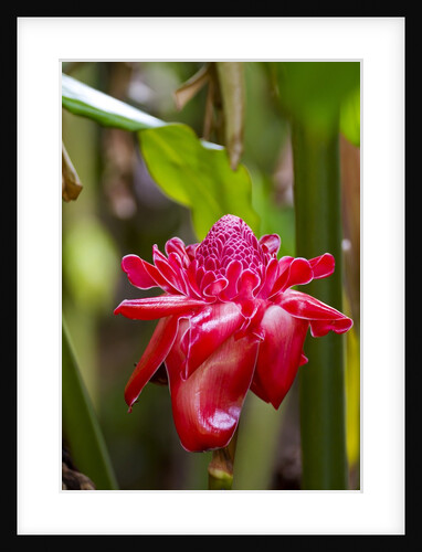 Torch Ginger, Maui, Hawaii by Anonymous