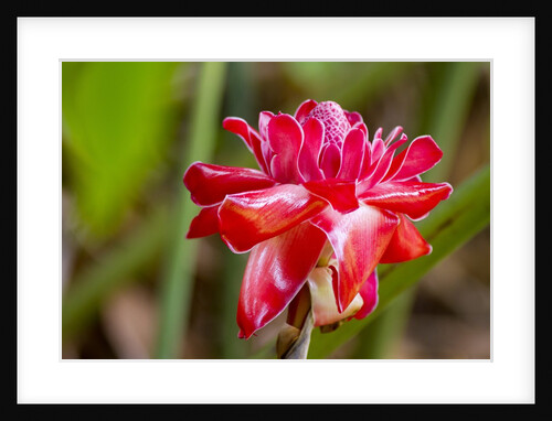 Torch Ginger, Maui, Hawaii by Anonymous