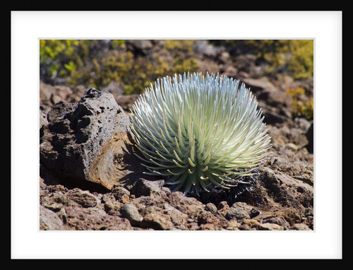 Silversword at Haleakala National Park, Maui, Hawaii by Anonymous