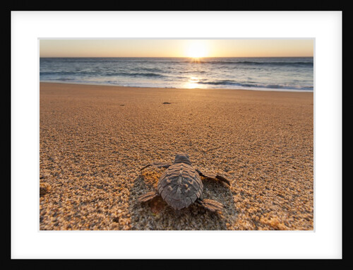 Olive Ridley Turtle Hatchling, Baja, Mexico by Anonymous