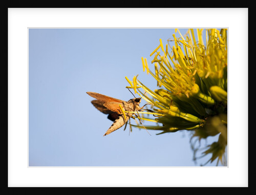 Hummingbird Hawk Moth, Baja, Mexico by Anonymous