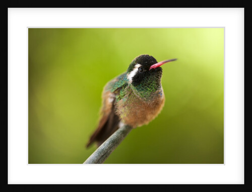 Xantus Hummingbird, Baja, Mexico by Anonymous
