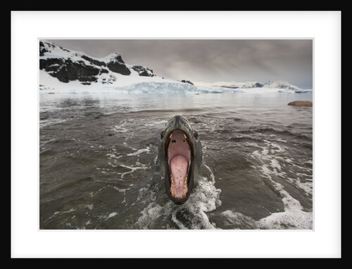 Leopard Seal by Anonymous