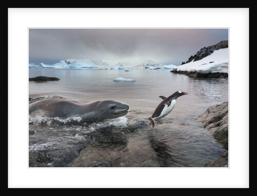 Leopard Seal Hunting Gentoo Penguin, Antarctica by Anonymous