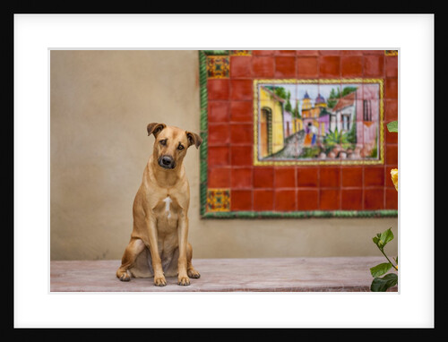 Pet Dog, Baja, Mexico by Anonymous