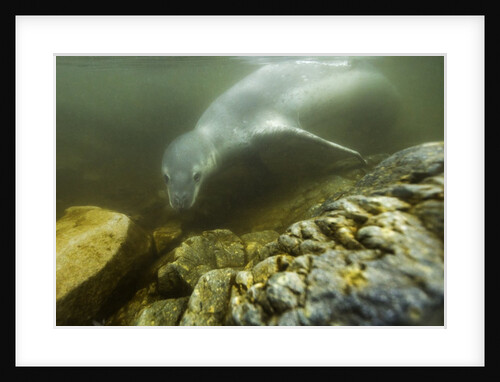 Underwater Leopard Seal, Antarctica by Anonymous