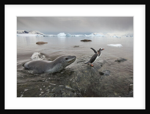 Leopard Seal Hunting Gentoo Penguins, Antarctica by Anonymous