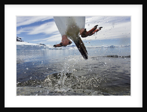 Leaping Gentoo Penguin, Antarctica by Anonymous