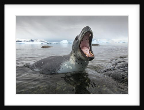 Leopard Seal Hunting, Antarctica by Anonymous