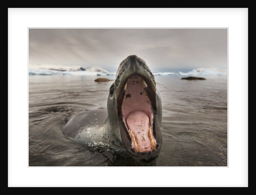 Leopard Seal, Cuverville Island, Antarctica by Anonymous