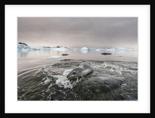 Leopard Seal Hunting, Antarctica by Anonymous