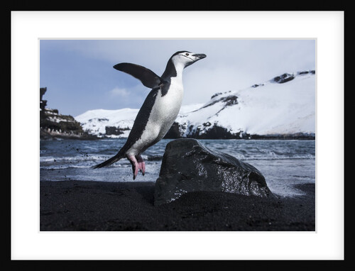 Chinstrap Penguin, Deception Island, Antarctica by Anonymous