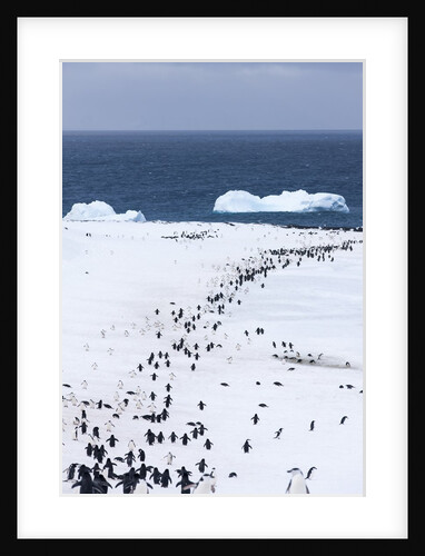 Chinstrap Penguins in Snow, Deception Island, Antarctica by Anonymous
