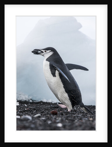 Chinstrap Penguins with Rock, Deception Island, Antarctica by Anonymous