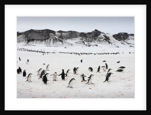 Chinstrap Penguins, Deception Island, Antarctica by Anonymous