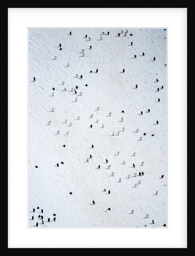 Chinstrap Penguins, Deception Island, Antarctica by Anonymous