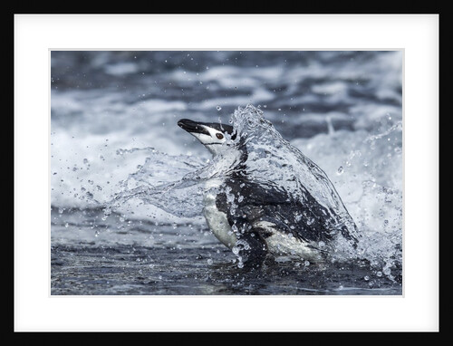 Chinstrap Penguin, Deception Island, Antarctica by Anonymous