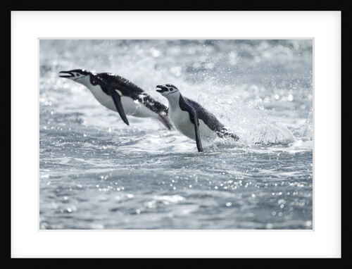 Airborne Chinstrap Penguins, Deception Island, Antarctica by Anonymous