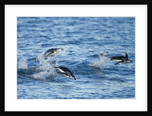 Chinstrap Penguins Swimming, Deception Island, Antarctica by Anonymous