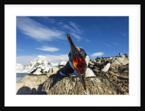 Blue-Eyed Shag, Antarctica by Anonymous