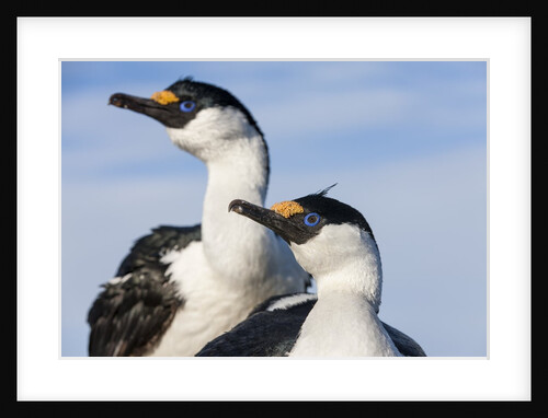 Blue-eyed Shags, Petermann Island, Antarctica by Anonymous