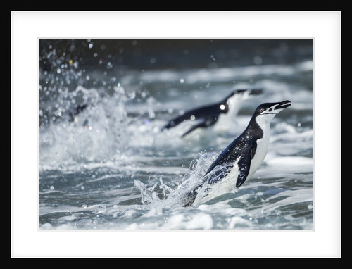 Chinstrap Penguins, Deception Island, Antarctica by Anonymous