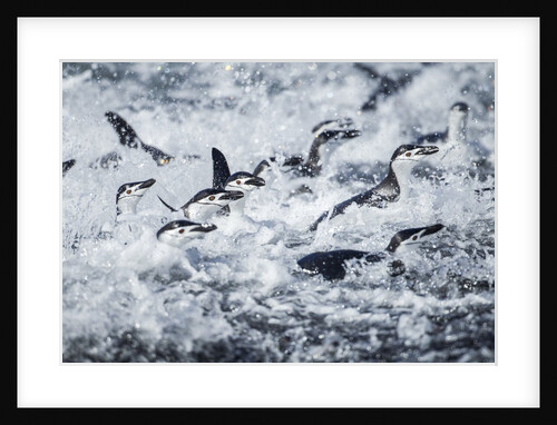 Chinstrap Penguins, Deception Island, Antarctica by Anonymous