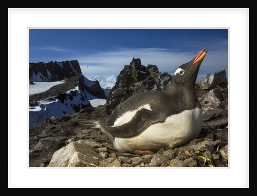 Gentoo Penguin Portrait, Antarctica by Anonymous