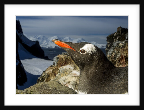 Gentoo Penguin Portrait, Antarctica by Anonymous