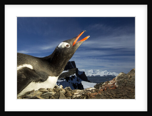 Gentoo Penguin Portrait, Antarctica by Anonymous