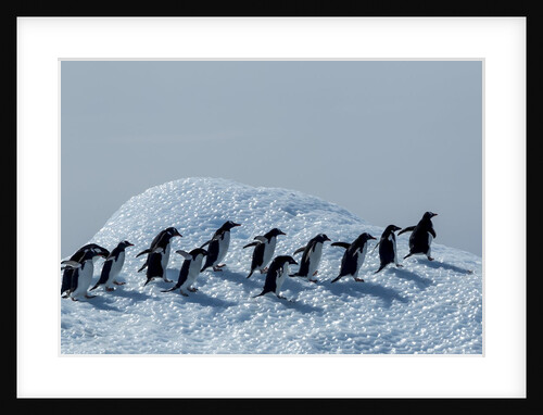 Penguin on Iceberg, Antarctica by Anonymous