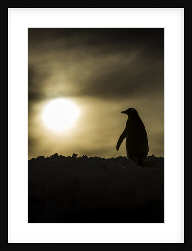 Gentoo Penguin at Sunset, Antarctica by Anonymous