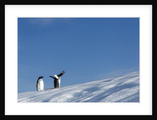 Gentoo Penguins on Iceberg, Antarctica by Anonymous