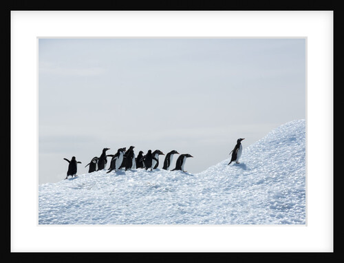 Penguins on Iceberg, Antarctica by Anonymous