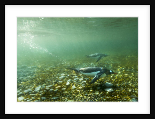 Underwater Gentoo Penguins, Antarctica by Anonymous