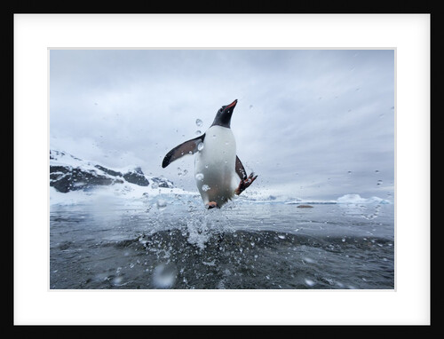 Leaping Gentoo Penguin, Antarctica by Anonymous