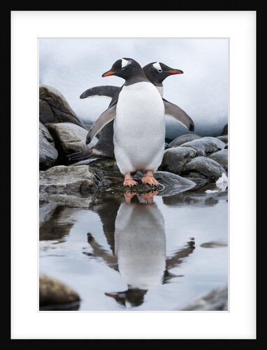 Gentoo Penguins, Antarctica by Anonymous