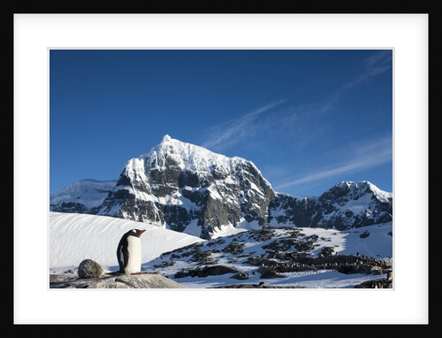 Gentoo Penguin, Antarctica by Anonymous